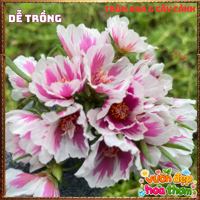 Cành Hoa Mười Giờ THÁI ĐƠN SONG HỶ Siêng Hoa Nở Rộ Rất Xinh ️📩 Hoa Mười Giờ Bonsai & Phụ Kiện