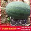 Dày Dưa Hấu Khay Bảo Quản Thớt Dưa Khay Cantaloupe Dưa Dưa Khay Vỉ Nhựa Dưa Thảm Bảo Quản Khay AAJ1