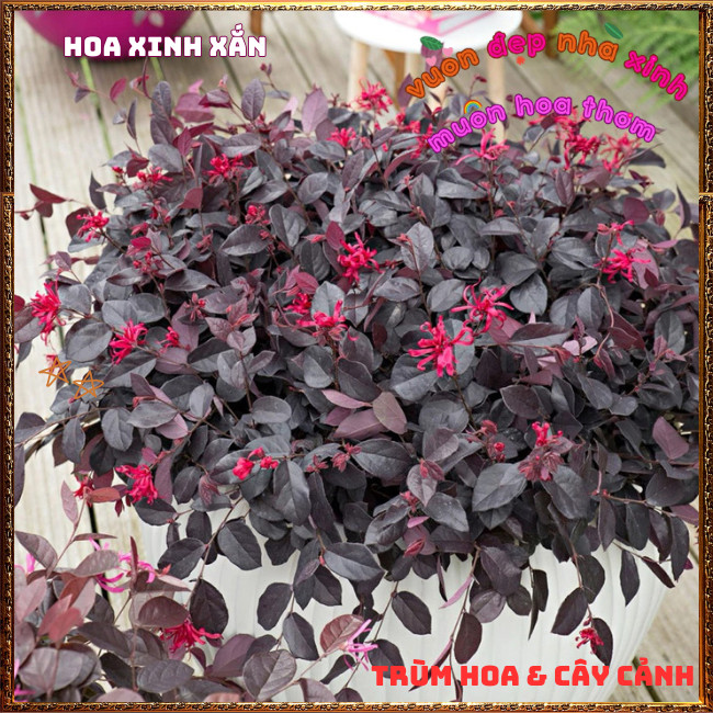 Chậu Cây Hồng Phụng Cực Kỳ Đẹp Cả Lá Và Hoa Rực Rỡ Biểu Tượng Hạnh Phúc✳️TRÙM HOA VÀ CÂY CẢNH