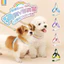 【Ready Stock】 Summer New Dog Hand Holding Rope Lightweight Breathable Pet's Chest-Back Small and Medium-Sized Dogs Strap Explosion-Proof Dog Leash Q192