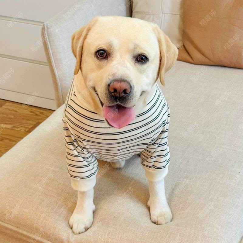 【Ready Stock】 Medium Large Dog Autumn and Winter Striped Clothes Cute Three-Dimensional Puppy round Neck Sweater Labrador Samo Golden Retriever/Border Collie wL9W
