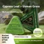 Xà phòng dầu gội Cypress Leaf Usman Soft Plumping Hair Plant Formula Gentle Chống ngứa