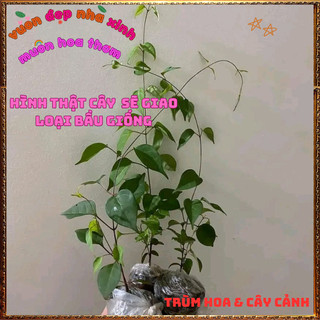 Chậu Cây Lá Giang Nấu Ăn Nhiều Món Ngon Đặc Sản Và Là Dược Liệu Qúy🍕BẢO HÀNH CÂY GIỐNG VÀ HOA CHUẨN