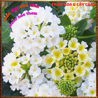 Chậu hoa ngũ sắc TRẮNG THÂN ĐỨNG Thơm ngát nhanh lớn dễ trồng trâm ổi⏰Siêu Thị Hoa Và Cây Giống