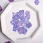 Ooolala Màu Chính Tự Nhiên Đa Chân Hydrangea Bấm Hoa Epoxy Ốp Điện Thoại diy Hoa Thật Coaster Bấm Hoa Khung Ảnh Filler
