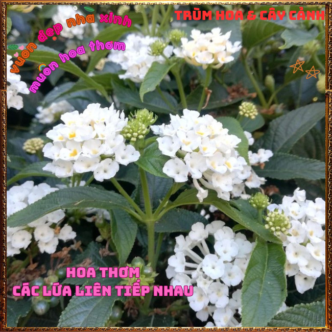 Chậu hoa TRÂM Ổi TRẮNG Thân Đứng rất thơm Ngũ sắc Lá to Nhanh Lớn️🌮 Hoa Mười Giờ Bonsai & Phụ Kiện