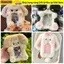 Hộp đựng thẻ ảnh ESSENCEH, Photocard đa chức năng sang trọng, Quà tặng thẻ Collie / thỏ tai lớn chất lượng cao