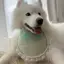 Phong Cách Trung Quốc Series Chó Nước Bọt Khăn Thú Cưng Dễ Thương Khăn Lớn Vừa Chó Nhỏ Samoyed Golden Retriever Yếm Phụ Kiện