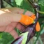 Pinch Rau Lột Chọn Tứ Xuyên Tiêu Picker Ngón Tay Cái Dao Chọn Rau Chọn Tiêu Ngón Tay Cots Móng Tay Agricultur