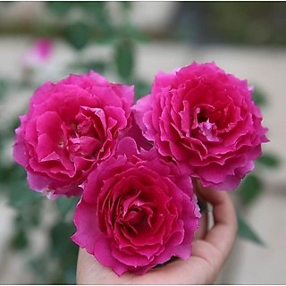 Chậu hoa hồng Ramukan HỒNG VIỀN XOẮN 💍Hoa Mười Giờ Bonsai & Phụ Kiện