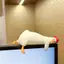 Dễ Thương Du Bookend Thiết Kế Độc Đáo Hộp Đựng Sách Trang Trí Nhựa Chống Trơn Trượt Cho Phòng Học Giá Sách Để Bàn Trang Trí Quà Tặng Cho Độc Giả VN