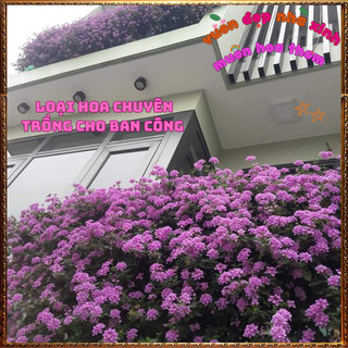 Chậu Hoa Ngũ Sắc Tím Rũ Thơm Ngát Trồng Ban Công Siêu Đẹp Phủ Nhanh⌛TRUNG TÂM CÂY GIỐNG VÀ HOA