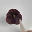 Ooolala Phong Cách Retro Hoa Pansy Đồ Trang Trí Handmade DIY Làm Đẹp Móng Tay Keo Quà Tặng