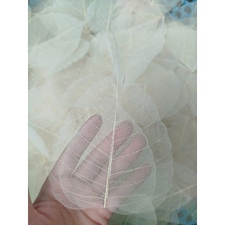 [sz to] Set 10 xương lá bồ đề khô tự nhiên size to