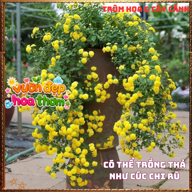 Chậu Cúc Cổ Trà Thơm Mùi Mật Ngọt Chịu Nắng Dễ Trồng Cây Khỏe Mạnh️📣 Hoa Mười Giờ Bonsai & Phụ Kiện