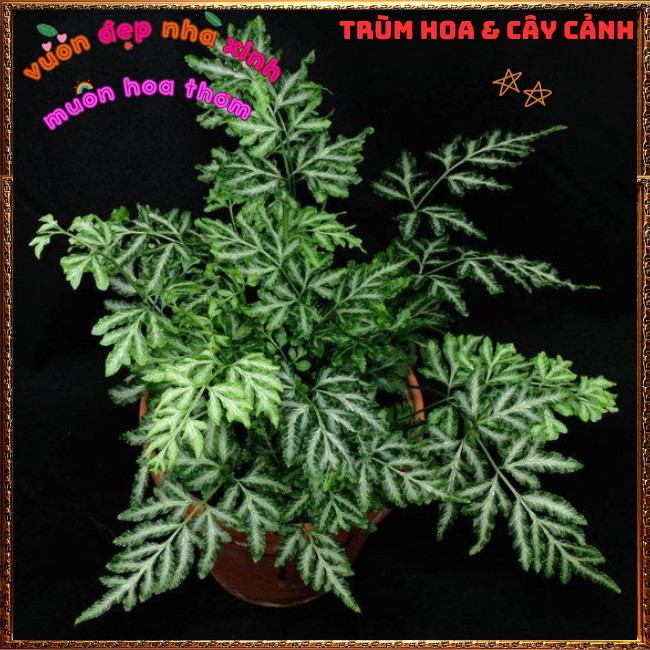 Chậu Cây Dương Xỉ Victoria ưa mát tạo tiểu cảnh xinh xắn thanh tao✳️TRÙM HOA VÀ CÂY CẢNH
