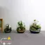 TOPTOOLCX Bình thủy tinh mọng nước Thịt thủy canh Hình quả trứng Micro Phong cảnh thủy tinh