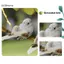 GCDHome 1 con chim nhỏ mô phỏng lông bột vàng, cây xanh, trang trí xanh sân vườn, chim nghệ thuật. Nóng