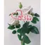 Ngày Lễ Tình Nhân Sáng Tạo Thiệp Chúc Mừng Hoạt Hình Đơn Giản Thẻ Hoa Trang Trí 520 Tanabata Thẻ Xưng Tội Hoa Cửa Hàng Tiếp Liệu 6.26