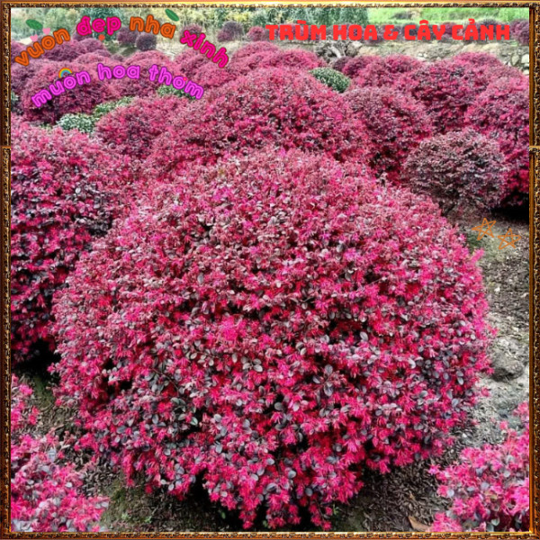 Chậu Cây Hồng Phụng Tuyệt Đẹp Hoa Siêu Bền Mang Ngụ ý Hạnh Phúc💡Hoa Mười Giờ Bonsai & Phụ Kiện
