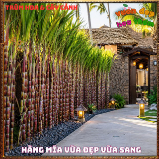 Mía Sọc Đỏ HAWAII Giòn Mềm Ngọt Mát Màu Sắc Rất Đẹp Thân To Lóng Dài 📔Làng Hoa Sa Đéc