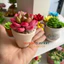 Chậu sen đá mini làm bằng đất sét đường kính 5cm