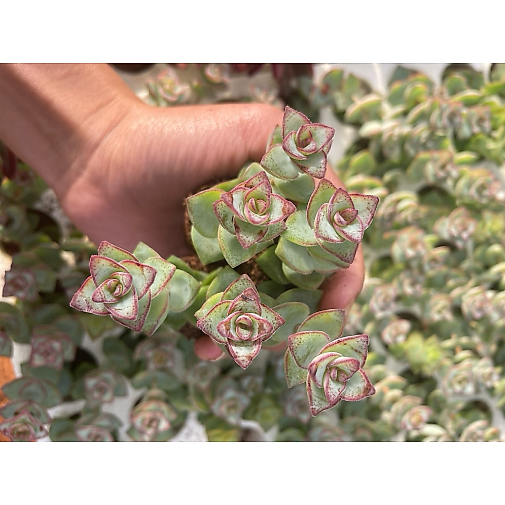 Combo 5-10 sen đá xiên thịt 3-5cm , 1 bầu 2 cành LINHDAN GARDEN, lỗi 1 đổi 1!