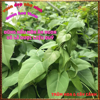 Chậu Cây LÁ GIANG Nấu Lẩu Rau Ăn Lá Vừa Là Gia Vị Và Dược Liệu Qúy️📜Hoa Giống Mới Siêu Đẹp, Dễ Trồng