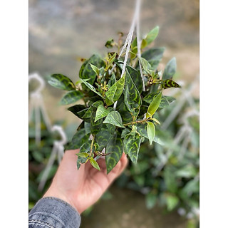 Chậu Treo Mini Mắt Nai (Má Đào Sọc) - Aeschynanthus - Dễ chăm sóc, thích hợp trang trí ban công - Vườn Như Ngọc