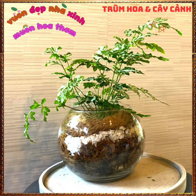 Chậu Cây Dương Xỉ Victoria trồng trong nhà xinh xắn siêu đáng yêu💡Hoa Mười Giờ Bonsai & Phụ Kiện
