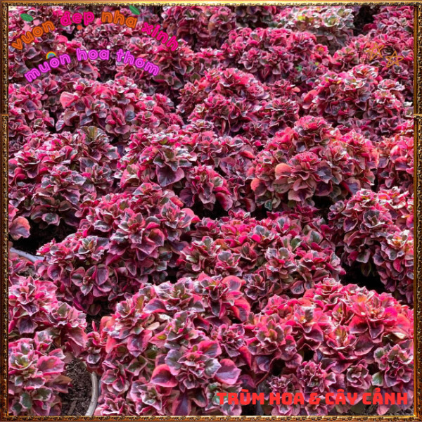 Chậu Cây RuBy Ngọc Bích xinh xắn đáng yêu màu sắc rất dễ thương ️📩 Hoa Mười Giờ Bonsai & Phụ Kiện