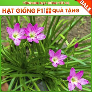10 củ củ huệ mưa kép mix ra hoa sau 1 tuần hoa rất đẹp - Hàng Công ty Loại 1