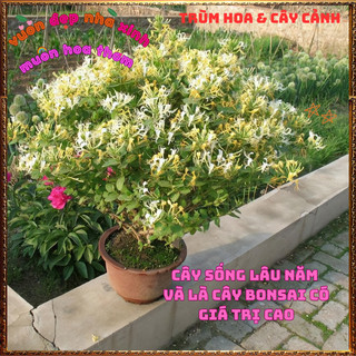 Chậu Cây KIM NGÂN HOA VÀNG Đẹp Thơm Dễ Trồng Là Dược Liệu Qúy 🍕 BẢO HÀNH CÂY GIỐNG VÀ HOA CHUẨN