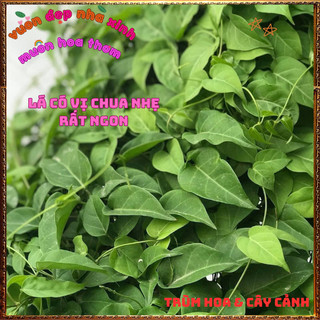 Chậu Cây Lá Giang Nấu Ăn Nhiều Món Ngon Đặc Sản Và Là Dược Liệu Qúy🍕BẢO HÀNH CÂY GIỐNG VÀ HOA CHUẨN