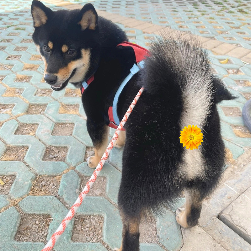 [Pet-Eleven] Dây xích cho chó Chất liệu Cotton dệt bằng tay Dây xích đi bộ cho chó bền chắc Dây xích cho chó Dây xích thú cưng Dây xích đi chơi cho mèo / Chó cỡ vừa nhỏ có sẵn
