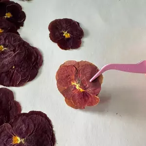 Ooolala Phong Cách Retro Hoa Pansy Đồ Trang Trí Handmade DIY Làm Đẹp Móng Tay Keo Quà Tặng