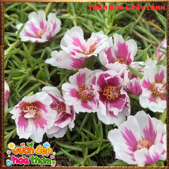 Cành Hoa Mười Giờ THÁI ĐƠN SONG HỶ Siêng Hoa Nở Rộ Rất Xinh ️📩 Hoa Mười Giờ Bonsai & Phụ Kiện