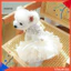 Đầm chó con thời trang thêu viền tinh tế – Váy cưới công chúa cho chó mèo Đồ dùng trang điểm thú cưng cho những dịp đặc biệt Quần áo thú cưng ren mịn