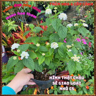 Chậu hoa TRÂM Ổi TRẮNG Thân Đứng rất thơm Ngũ sắc Lá to Nhanh Lớn️🎊 Hoa Giống Mới Siêu Đẹp, Dễ Trồng
