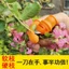 Yulai Phiên Bản Nâng Cấp Chọn Tiêu Nông Nghiệp Dễ Dàng Pincher Sắt Móng Tay Chọn Rau Dụng Cụ Tiện Dụng Ngón Tay Cái Dao L23Y