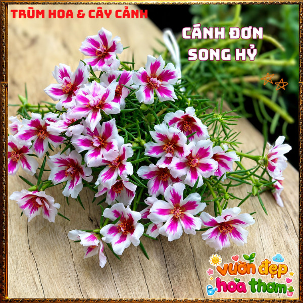 Cành Hoa Mười Giờ THÁI ĐƠN SONG HỶ Siêng Hoa Nở Rộ Rất Xinh ️📩 Hoa Mười Giờ Bonsai & Phụ Kiện