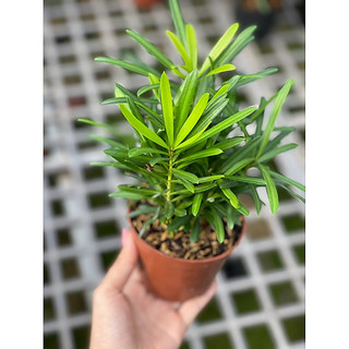 Chậu nhựa nhỏ Cây Tùng La Hán size để bàn - Phong thuỷ, dễ chăm, đẹp mắt - Vườn Như Ngọc