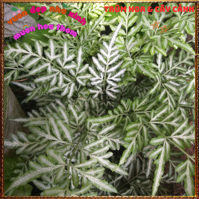 Chậu Cây Dương Xỉ Victoria ưa mát tạo tiểu cảnh xinh xắn thanh tao✳️TRÙM HOA VÀ CÂY CẢNH