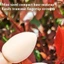 FAVORITEGOODS 30 chiếc Phấn Puff, Bột trang điểm miễn phí có thể giặt được, Puff ngón tay khô và ướt không gây dị ứng ngẫu nhiên Thân thiện với du lịch