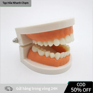 【COD】Đồ chơi mô hình hàm răng giả thiết kế chân thực hỗ trợ phụ huynh hướng dẫn trẻ em thực hành kỹ năng vệ sinh răng mi