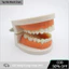 【COD】Đồ chơi mô hình hàm răng giả thiết kế chân thực hỗ trợ phụ huynh hướng dẫn trẻ em thực hành kỹ năng vệ sinh răng mi