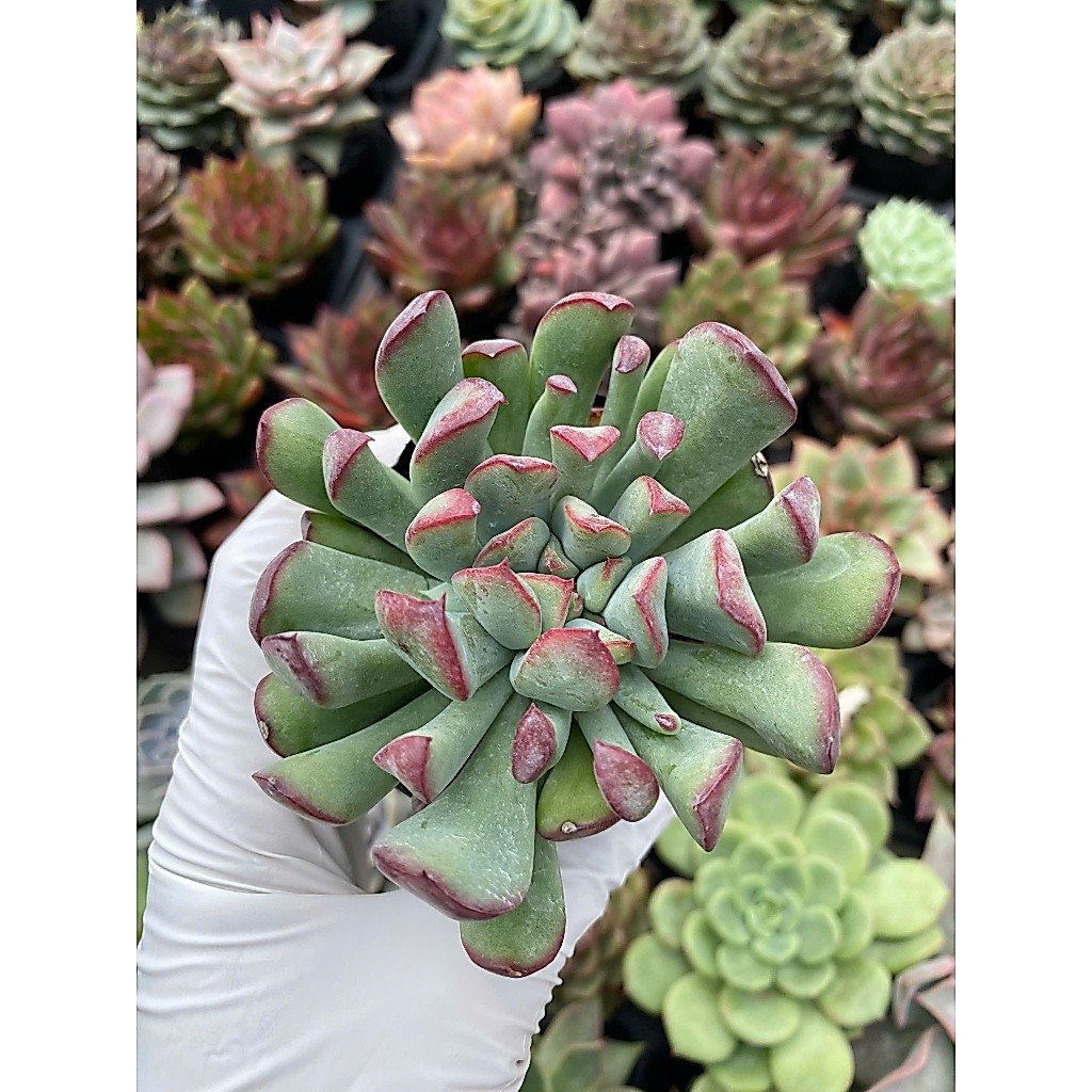 Sen đá cúc viền hồng size bầu 5-7cm LINHDAN GARDEN, lỗi 1 đổi 1!
