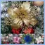 POP Mô Phỏng Long Lanh Poinsettia Cho Vòng Hoa Ngày Lễ Cưới Trang Trí Cây Giáng Sinh