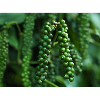 Bầu cây tiêu xanh đang trái- cây gia vị thơm nồng