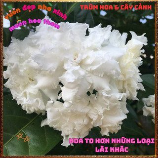 Chậu Cây LÀI TUYẾT Thơm Dịu Bông To LÀI NỮ HOÀNG Siêu Bền Nở Suốt Quanh Năm️📬Hoa Giống Mới Siêu Đẹp, Dễ Trồng